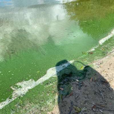 Giftköder-Blaualgen - Badestelle Saatwinkel-Bild