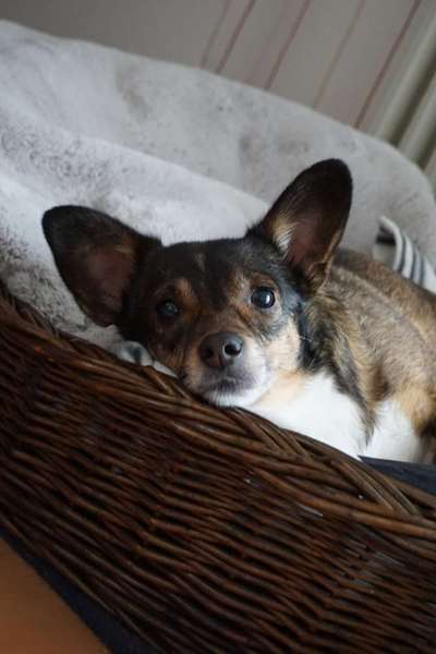 42. Collage Challenge - Ruheplatz-Beitrag-Bild