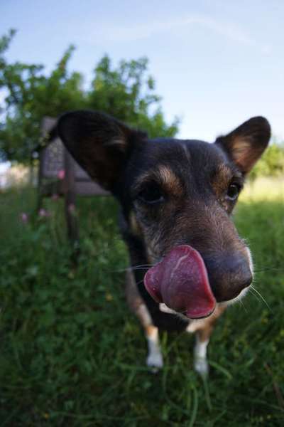 Tongue Out Tuesday-Beitrag-Bild