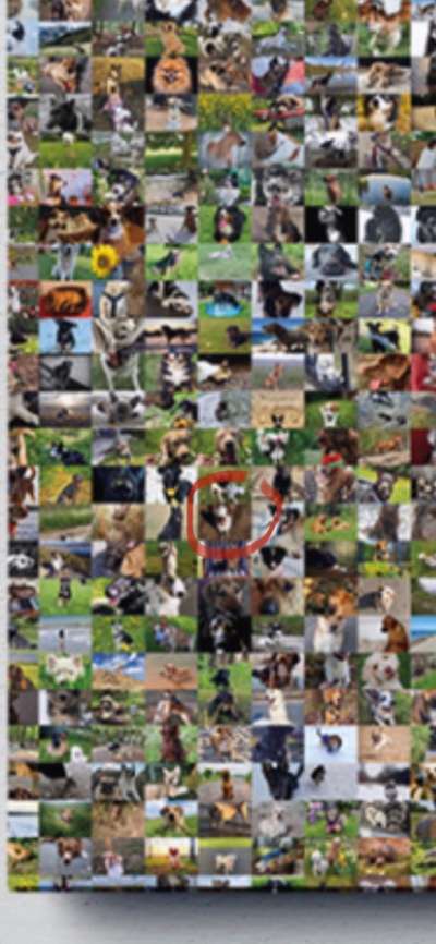 Zeig deinen Hund in der Kalender-Collage-Beitrag-Bild