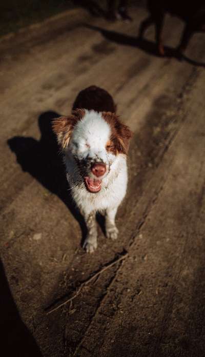 Die Dogorama Kalender Challenge Titelbild-Beitrag-Bild