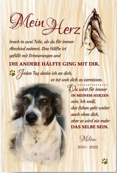 Unsere Fellnasen im Regenbogenland-Beitrag-Bild