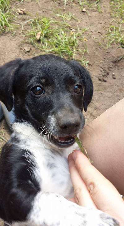 Welpen Bilder !-Beitrag-Bild