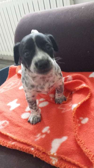 Welpen Bilder !-Beitrag-Bild