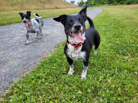 Mischlinge raten - Rätselspaß-Beitrag-Bild