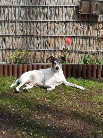 Unsere Fellnasen im Regenbogenland-Beitrag-Bild