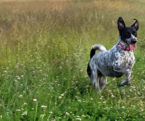 Welpen Bilder !-Beitrag-Bild