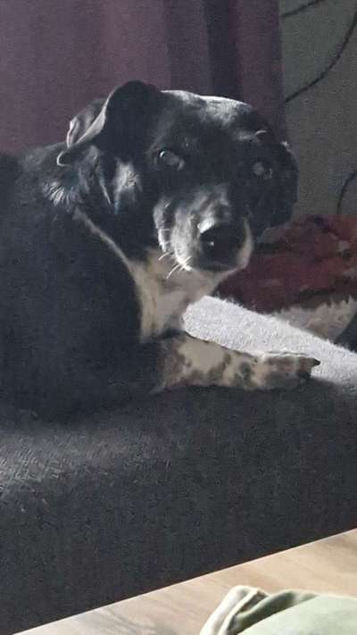 Welpen Bilder !-Beitrag-Bild