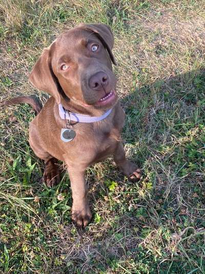 Labradorfans-Beitrag-Bild