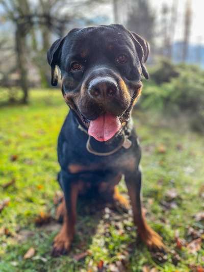 Hundetreffen-Social Walk 🐾-Bild