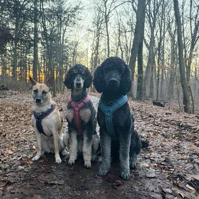 Hundetreffen-Gemeinsame Gassirunde-Bild