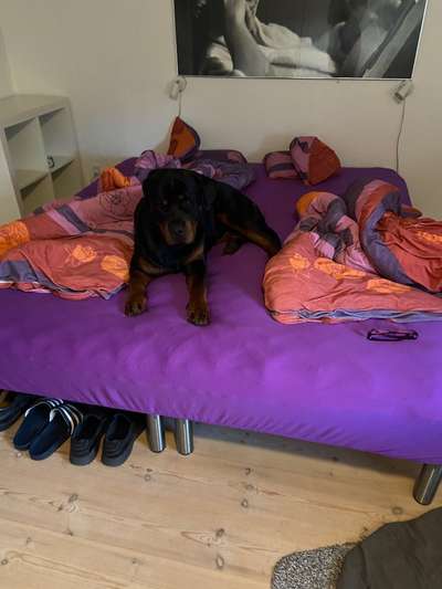 Rottweiler-Beitrag-Bild