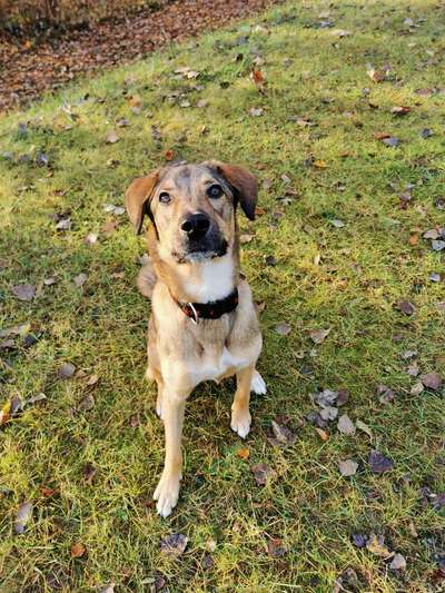 CHALLENGE NR. 19 - Der Hundeblick-Beitrag-Bild