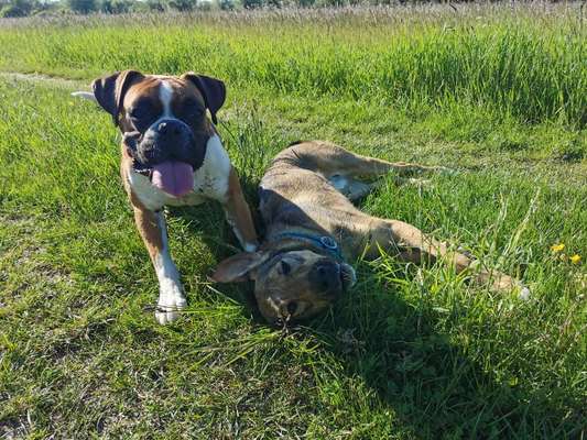 Die Dogorama Monats Challenge "Es grünt und blüht"-Beitrag-Bild