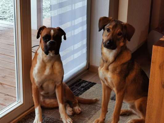 Deutsche Boxer-Beitrag-Bild