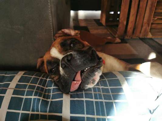 CHALLENGE NR. 19 - Der Hundeblick-Beitrag-Bild