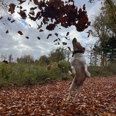 Hundetreffen-Spielstunde im Garten-Bild