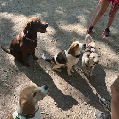 Hundetreffen-Spielstunde im Garten-Bild