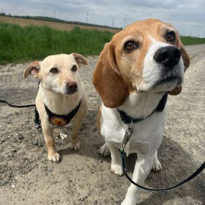 Hundetreffen-Spaziergang in Bad Salzuflen-Bild