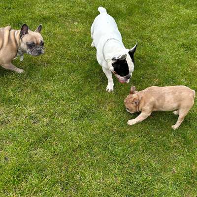 Hundetreffen-Bulli Treffen-Bild