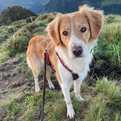 Hundetreffen-Spieltreffen-Bild