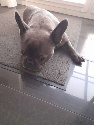 Französische Bulldoggen-Beitrag-Bild