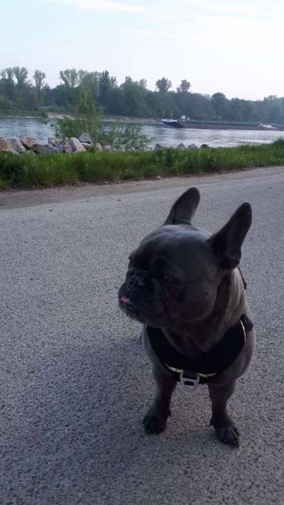 Wo sind die Golden Retriever Liebhaber?-Beitrag-Bild