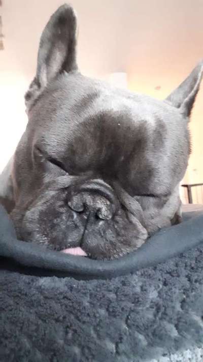 Französische Bulldoggen-Beitrag-Bild