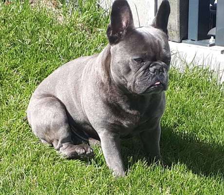 Französische Bulldoggen-Beitrag-Bild