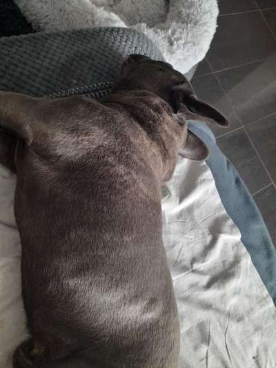 Französische Bulldoggen-Beitrag-Bild