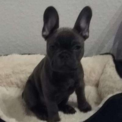 Französische Bulldoggen-Beitrag-Bild