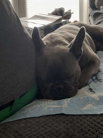 Französische Bulldoggen-Beitrag-Bild