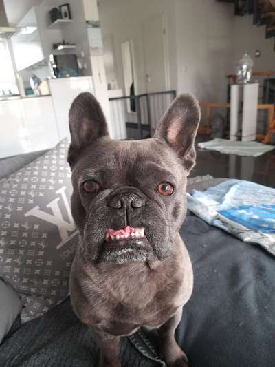 Französische Bulldoggen-Beitrag-Bild