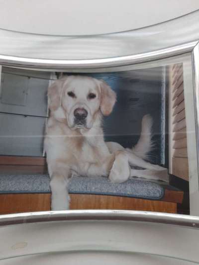 Wo sind die Golden Retriever Liebhaber?-Beitrag-Bild