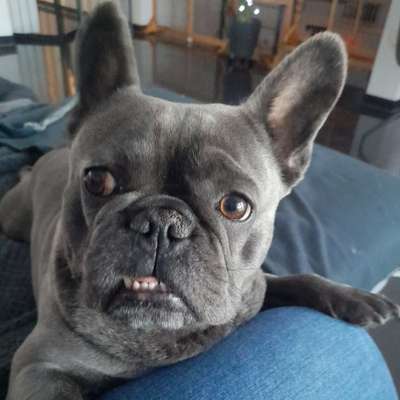 Hundetreffen-Spielen und Gassigehen-Bild