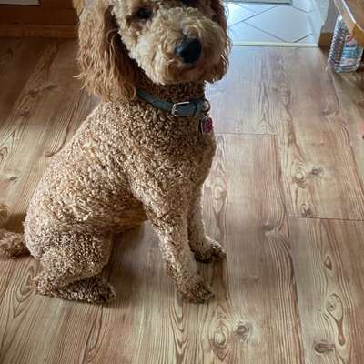 Hundetreffen-Treffen zum spazieren und spielen mit Emma-Bild