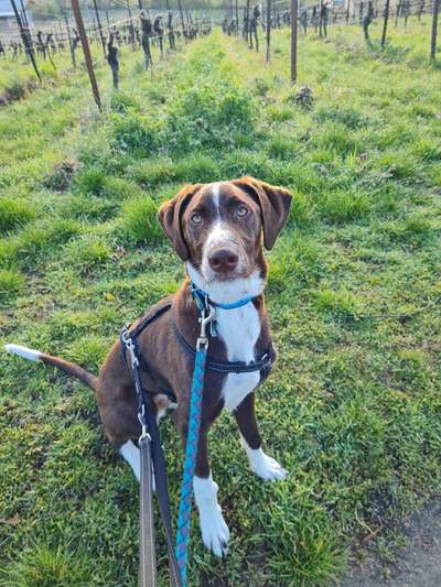 Auslandstierschutz-Beitrag-Bild