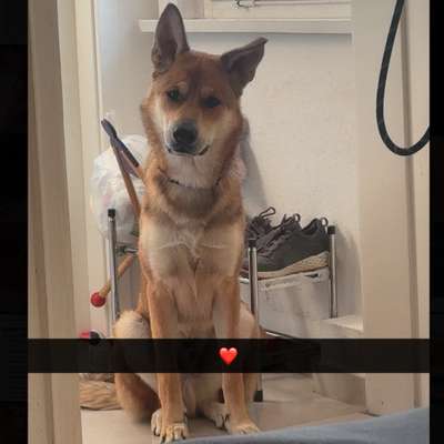 Hundetreffen-Aufgeweckter Junghund-Bild