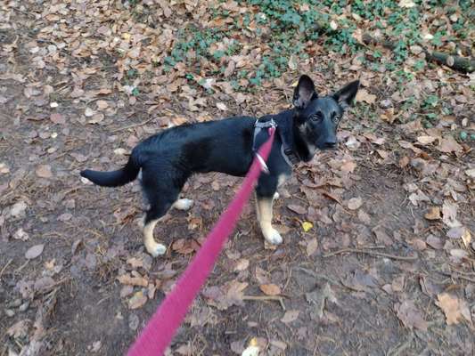 Mischlinge raten - Rätselspaß-Beitrag-Bild