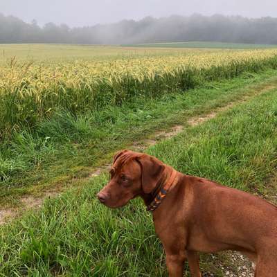 Hundetreffen-Social Dogwalk-Bild