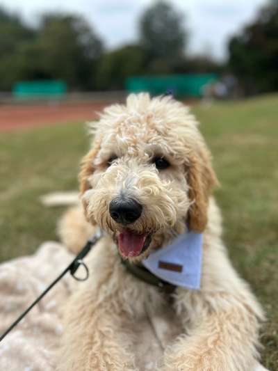 Hundetreffen-Welpen - und Junghunde Spieltreff 🎾-Bild