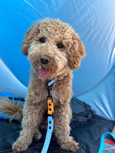 Hundetreffen-Gassi gehen mit Pudel(-Mix)-Bild