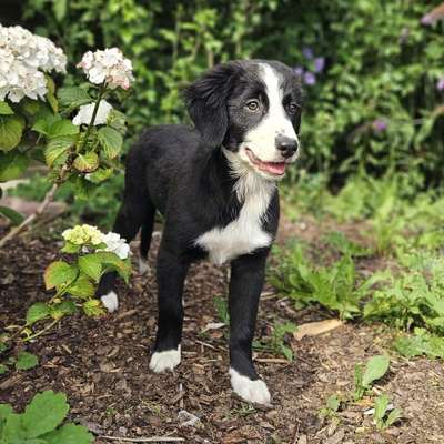 Hundetreffen-Welpentreff im Deister-Süntel-Bild