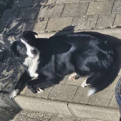 Hundetreffen-Spieltreff im Deister-Süntel-Bild
