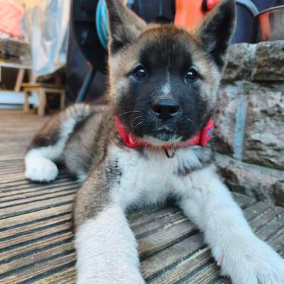 Hundetreffen-Gassitreffen-Bild