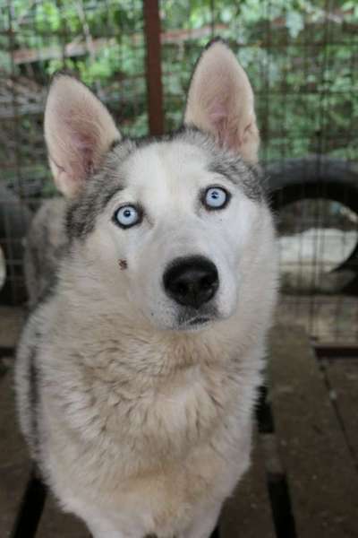 Tierschutzhunde suchen ein Zuhause-Beitrag-Bild