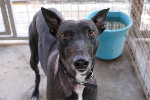 Tierschutzhunde suchen ein Zuhause-Beitrag-Bild