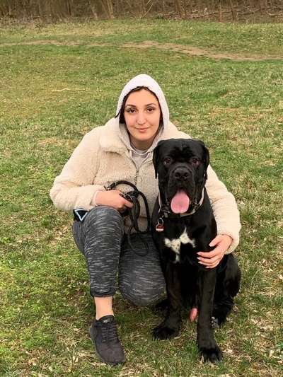 Rassensuche Cane Corso Italiano-Beitrag-Bild