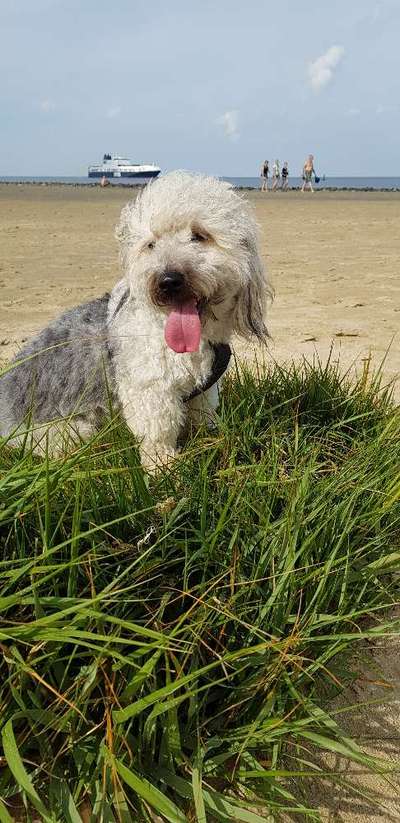 Hundekot wegräumen-Beitrag-Bild