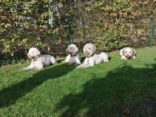 Seltene Rassen!-Beitrag-Bild